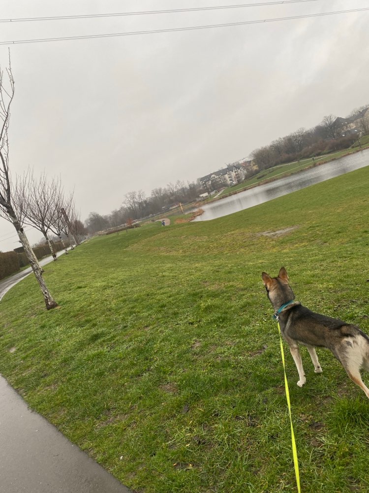 Hundetreffen-Spiel-und Toberunde-Profilbild