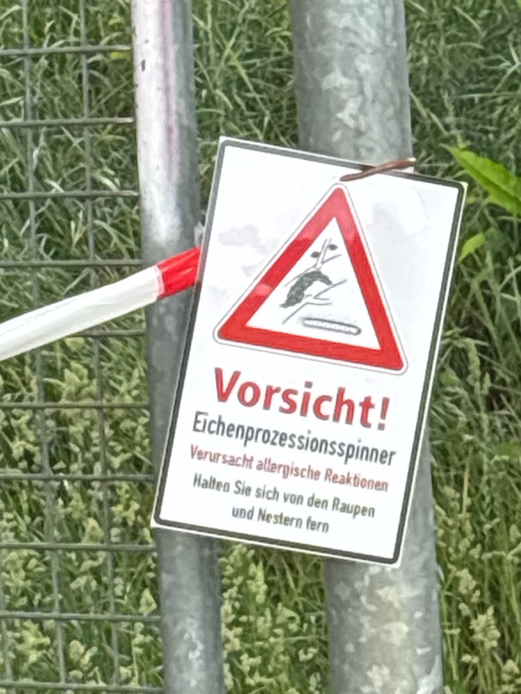 Giftköder-Eichenprozessionsspinner-Profilbild