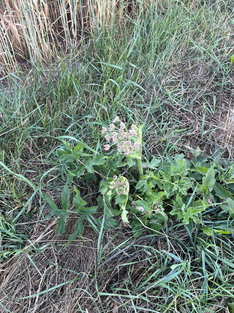 Giftköder-Bärenklau-Profilbild