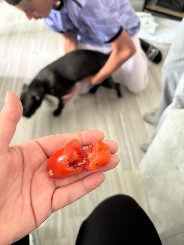 Giftköder-Tomate mit Schraube-Profilbild