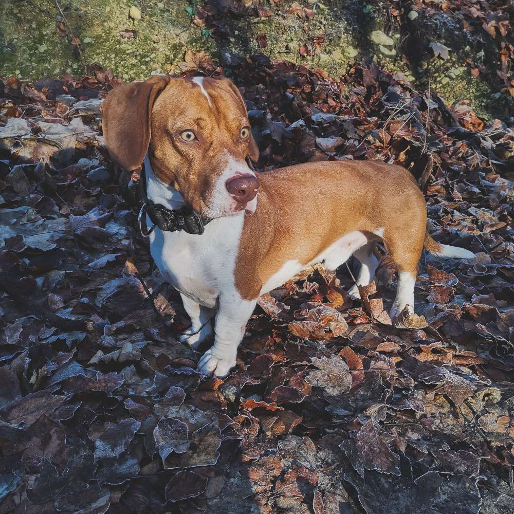 Hundetreffen-Spielkameradin, Social walk-Profilbild