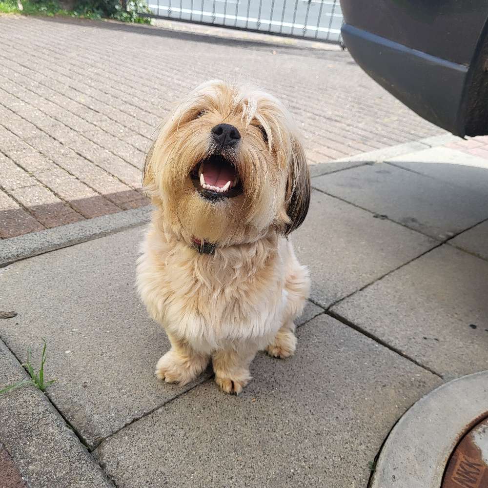 Hundetreffen-Spielen-Profilbild