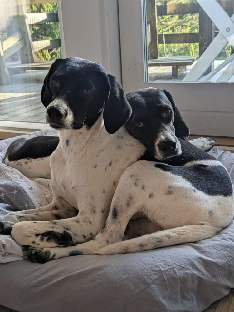 Hundetreffen-Suche für unsere Beiden Griechinnen Hund(e) zum mitlaufen-Profilbild