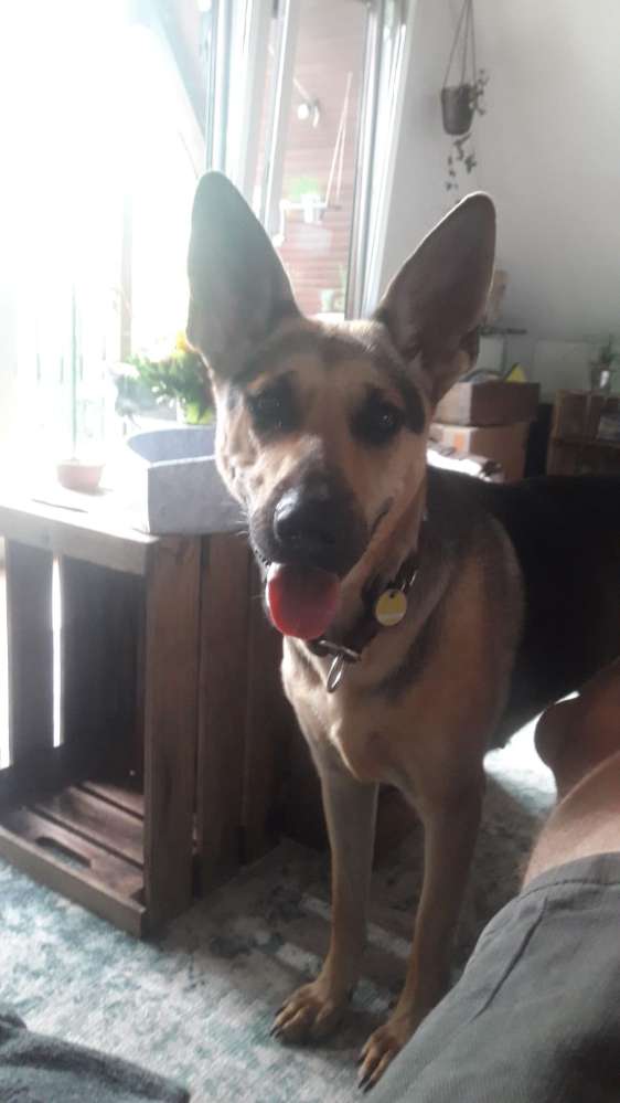 Hundetreffen-Hunde Spiel- und Gassitreff-Profilbild