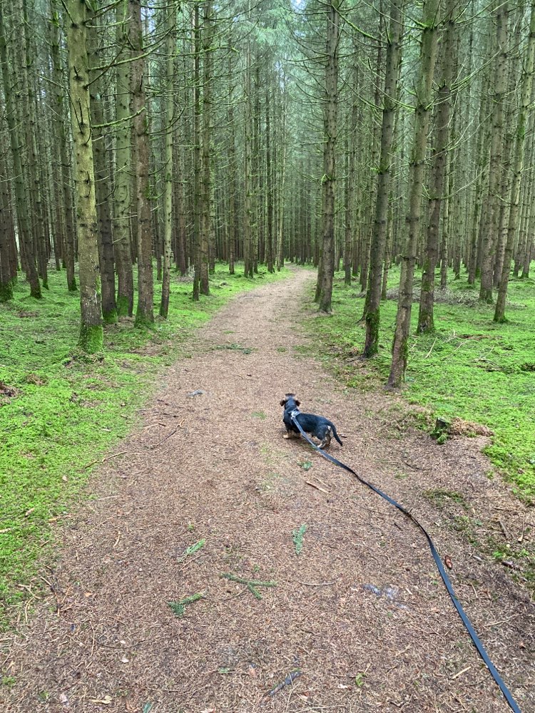 Hundetreffen-Waldspaziergang in Mettenheim Hart Forst-Profilbild