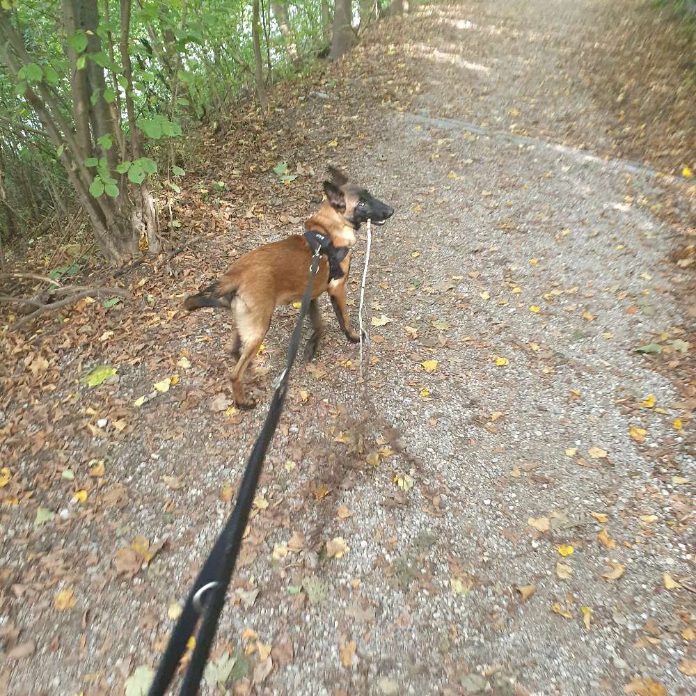 Hundetreffen-Spieltreffen-Profilbild