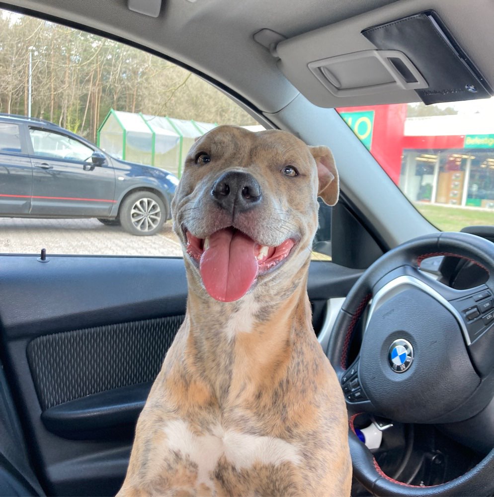 Hundetreffen-Hundewiese Lingen 🐾-Profilbild