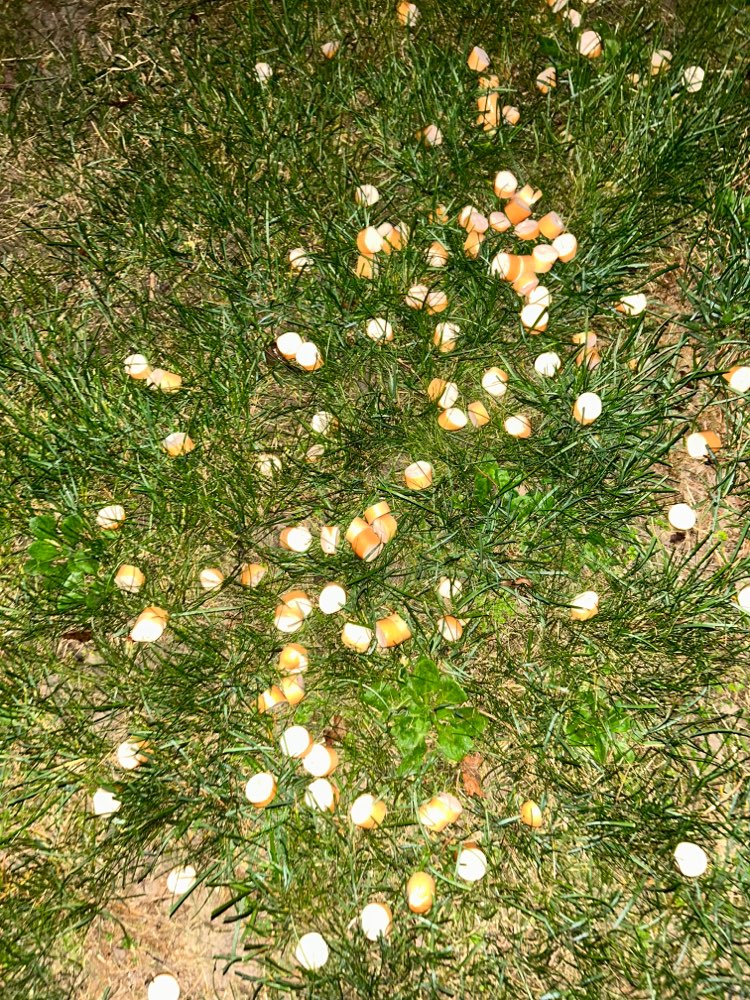 Giftköder-Evtl. Giftköder-Profilbild