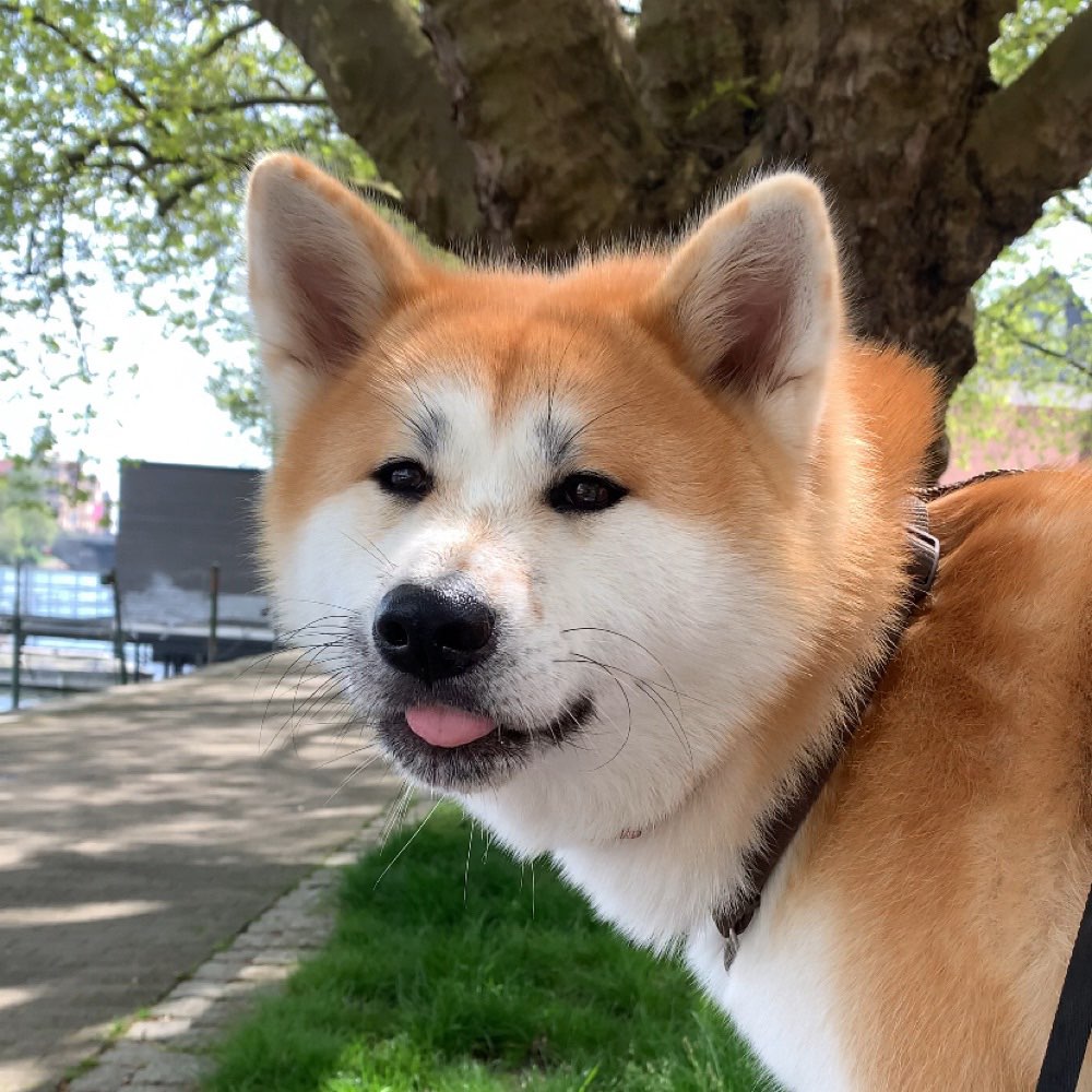 Hundetreffen-Gassi und Spielen-Profilbild