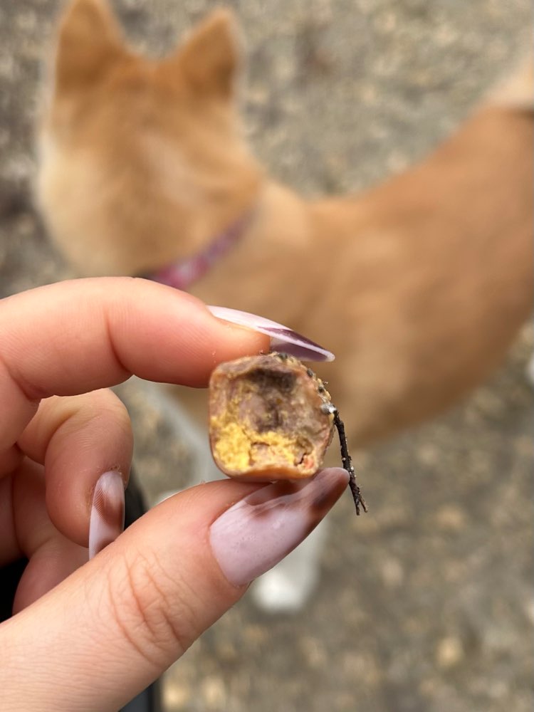 Giftköder-Evtl. Giftköder?-Profilbild