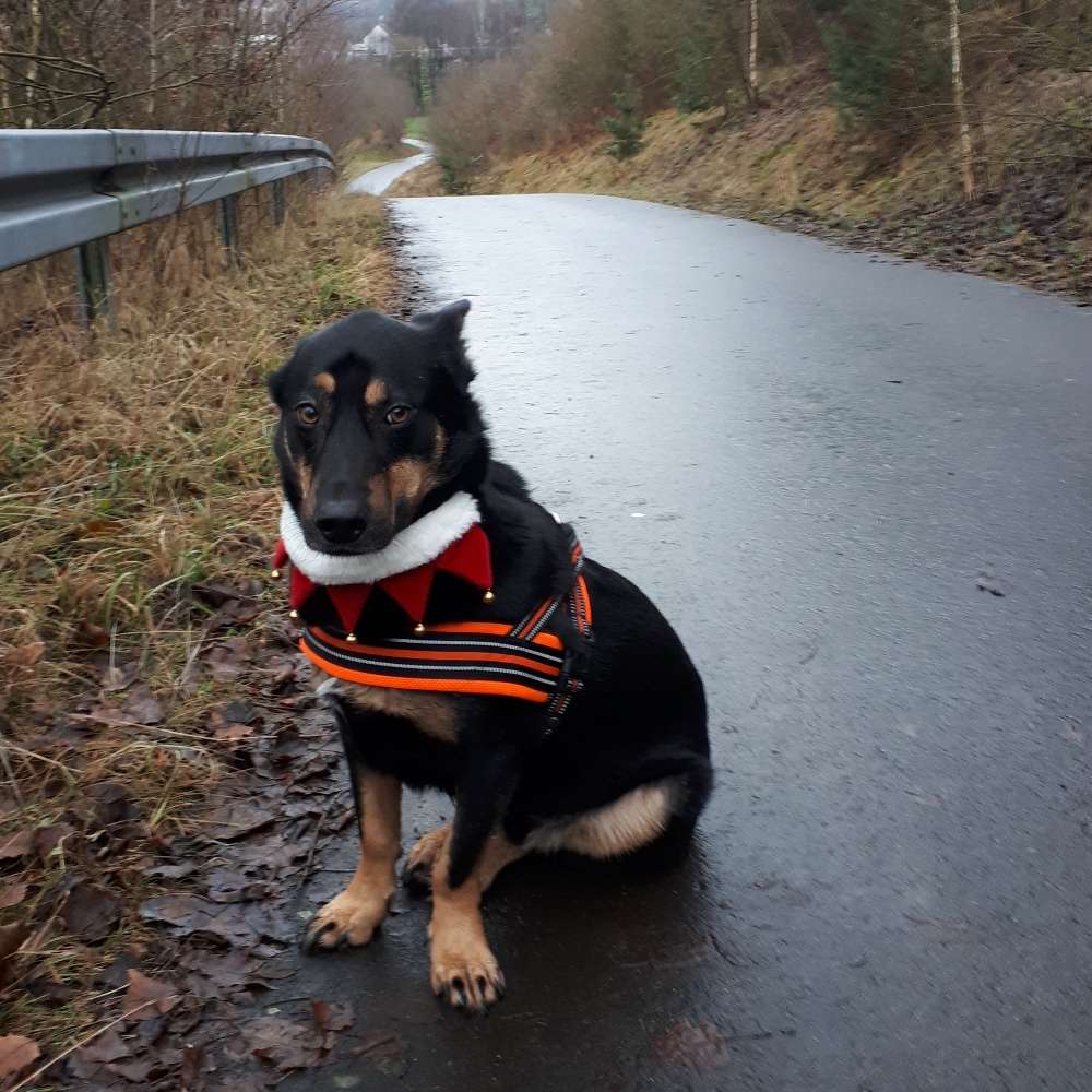Hundetreffen-Spaziergang-Profilbild