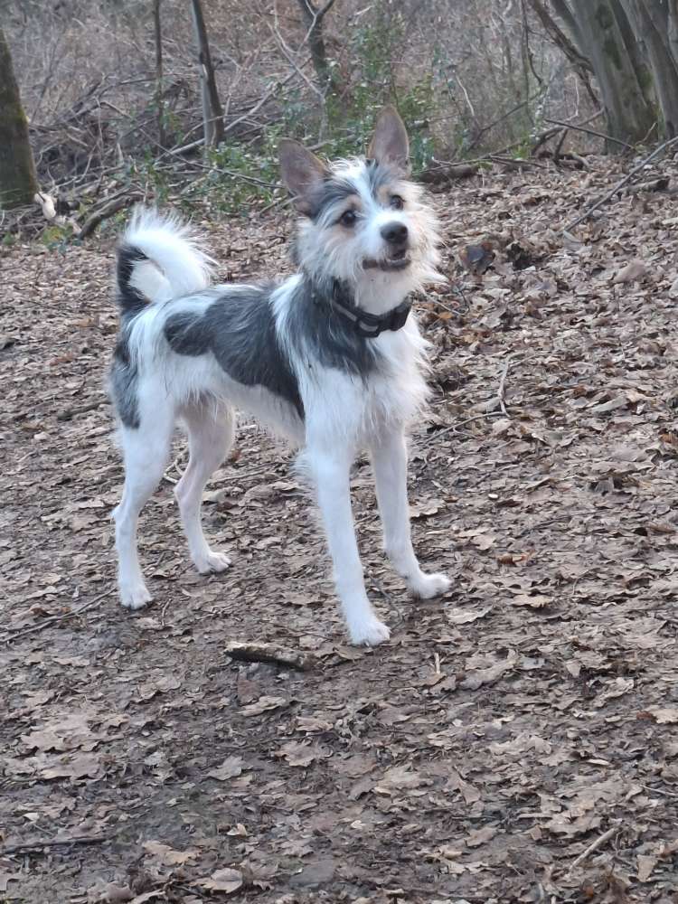 Hundetreffen-Auf der Suche nach Spiel so wie Gassi Gefährten.-Profilbild