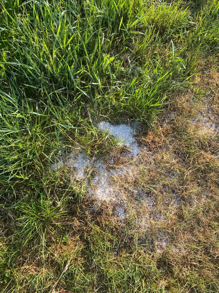 Giftköder-Weiße Kügelchen-Profilbild