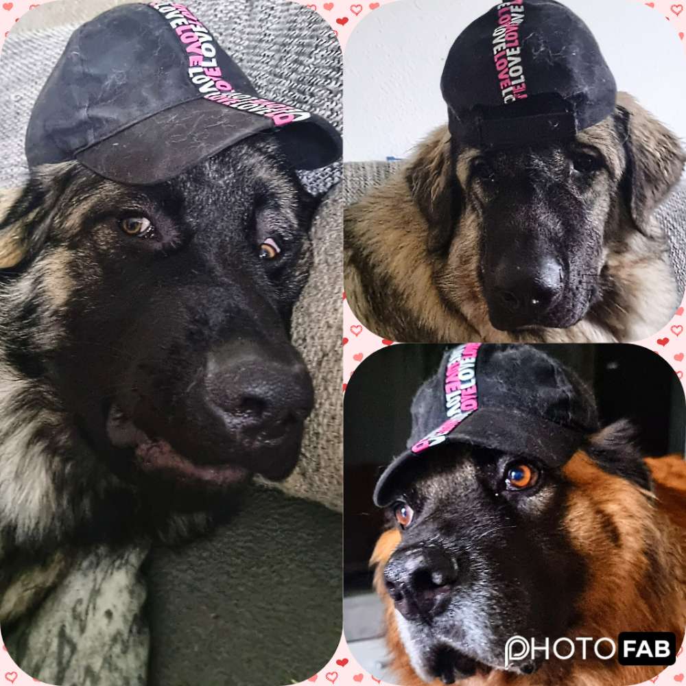 Hundetreffen-Šarplaninac treff-Profilbild