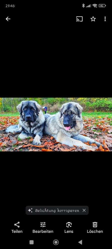 Hundetreffen-Gemeinsame Gassi/spielerunden-Profilbild