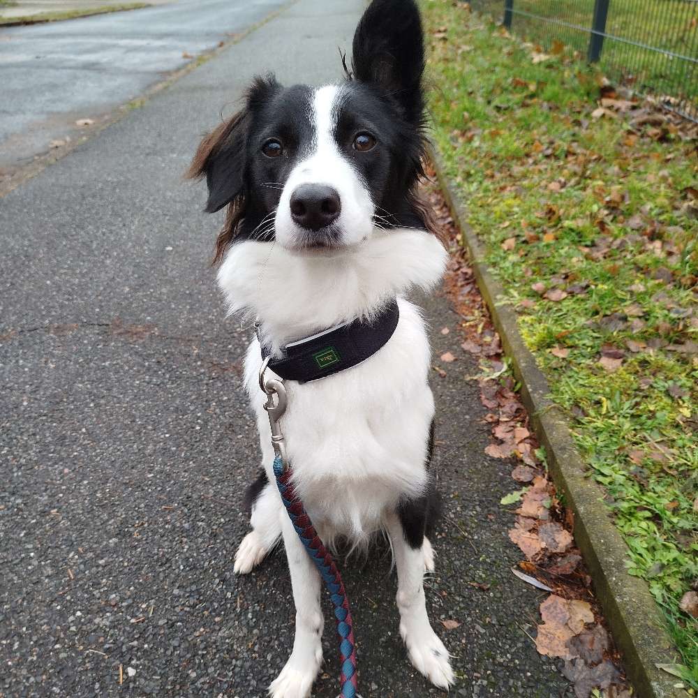 Hundetreffen-Welpen treffen-Profilbild