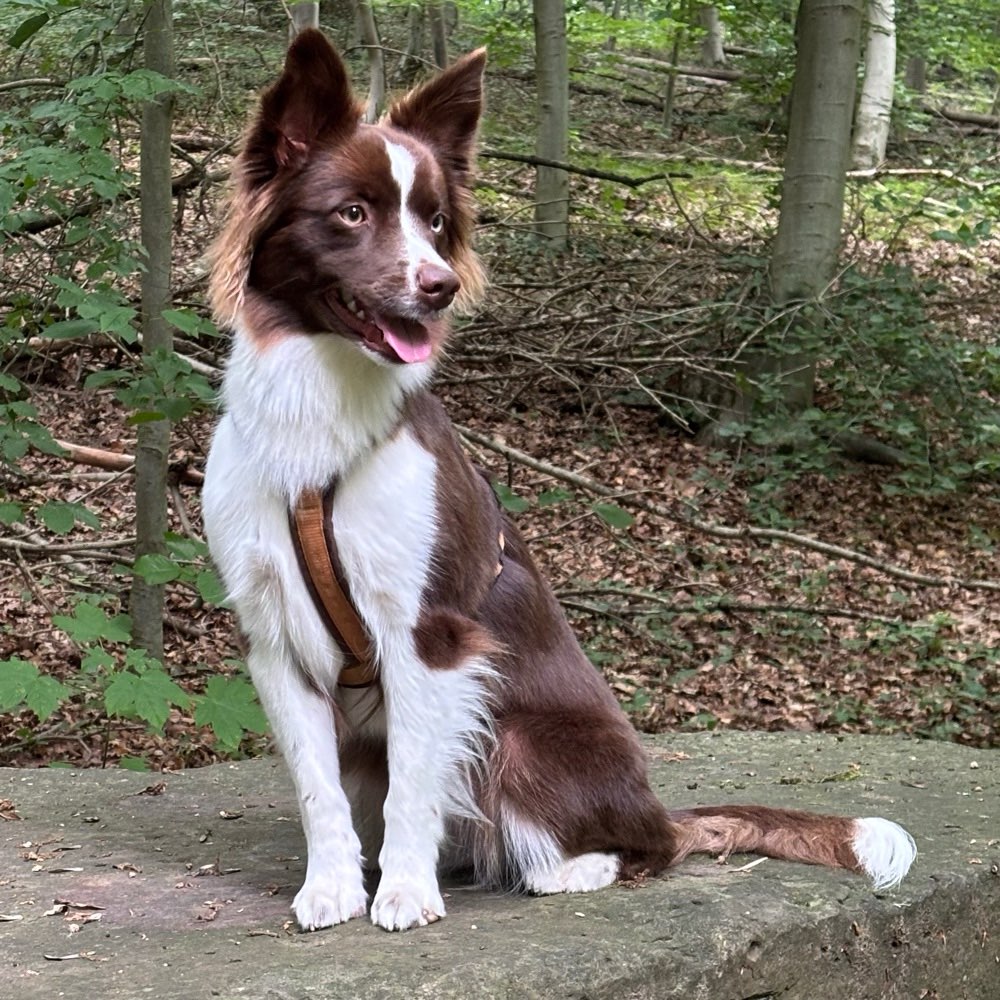 Hundetreffen-Begegnungstraining, allgemeines Training und Social Walks-Profilbild