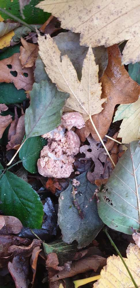 Giftköder-Giftköder-Profilbild