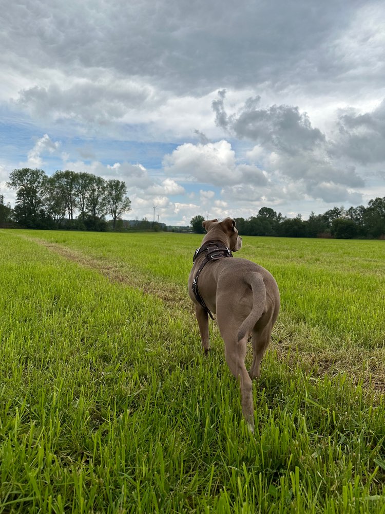 Hundetreffen-Gemeinsamer Spaziergang ohne Hundekontakt-Profilbild