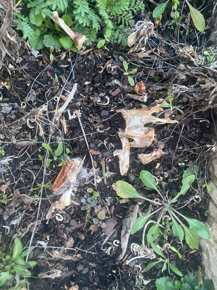 Giftköder-Hühnerknochen am Dorfbrunnen-Profilbild