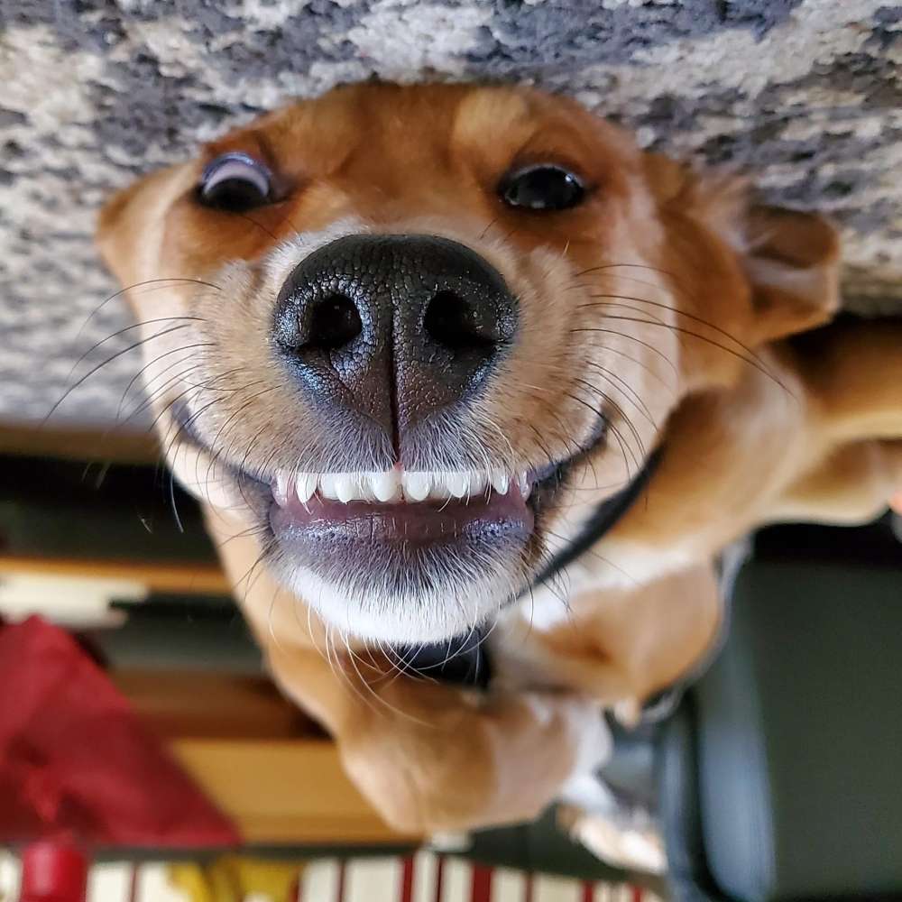 Hundetreffen-Playdate oder Toberunde-Profilbild