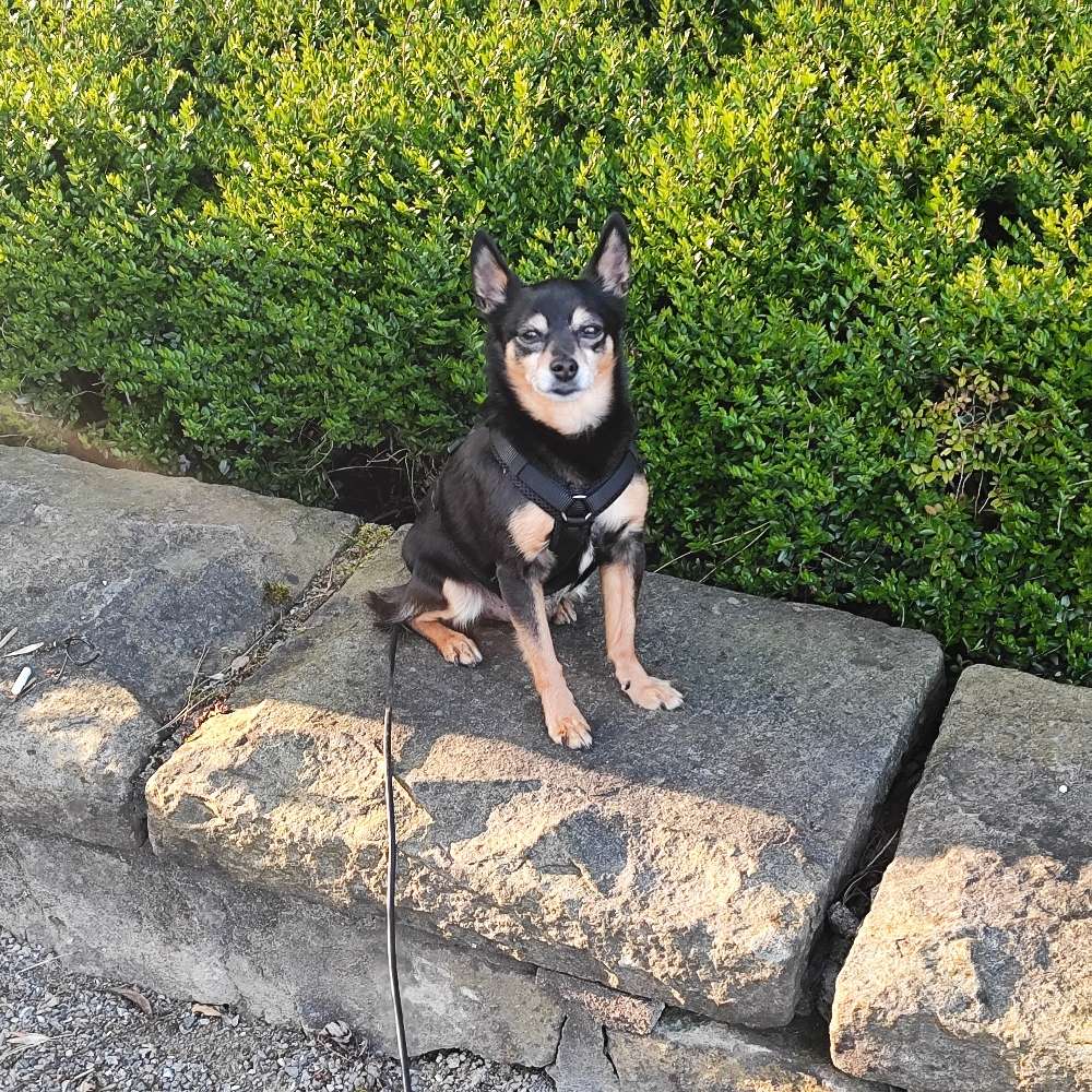 Hundetreffen-Gassirunde an der Leine kleine Hunde-Profilbild