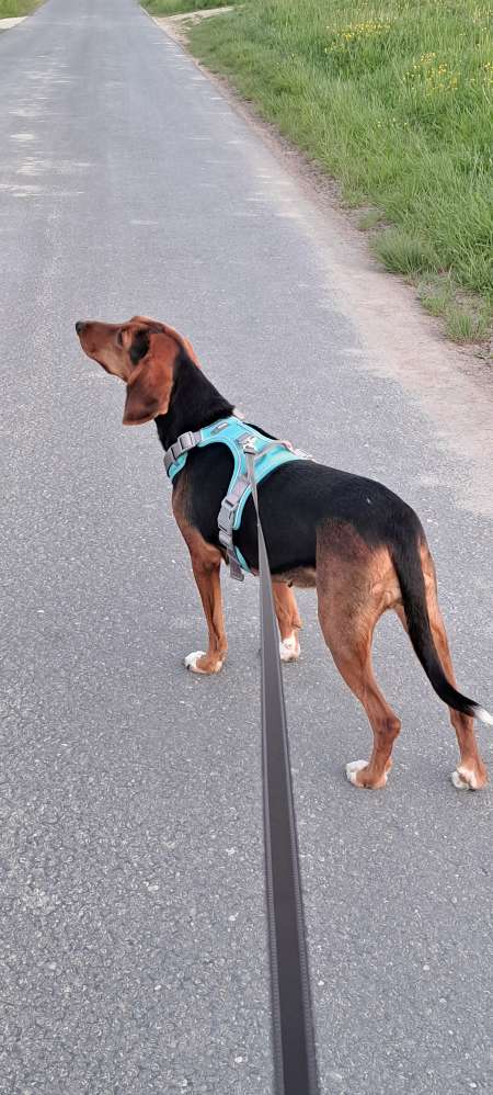 Hundetreffen-Ängstliche Hündin sucht Trainingspartner-Profilbild