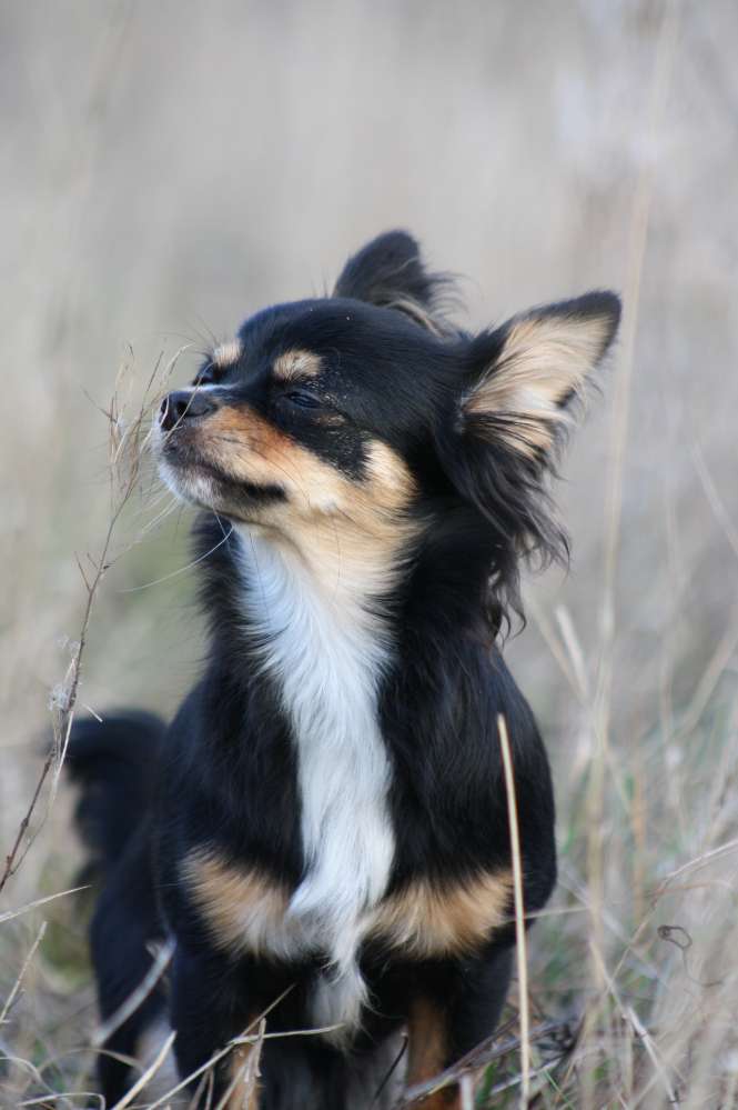 Hundetreffen-Spazieren und Spieltreffen-Profilbild