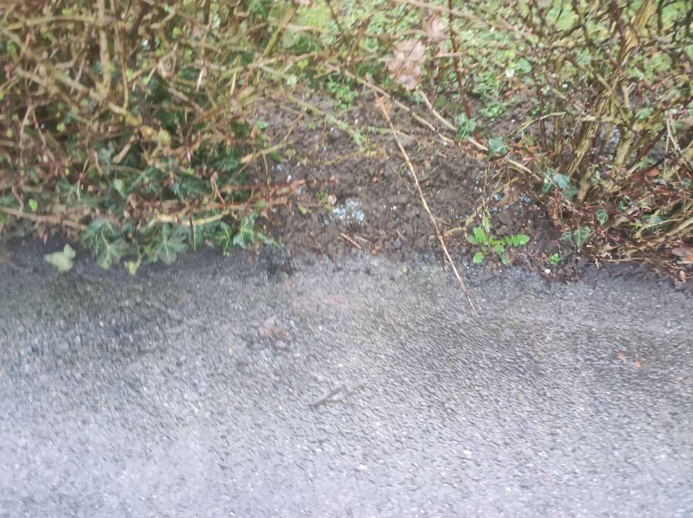 Giftköder-Blaukorn in der Hecke Amandus Str. 17-Profilbild