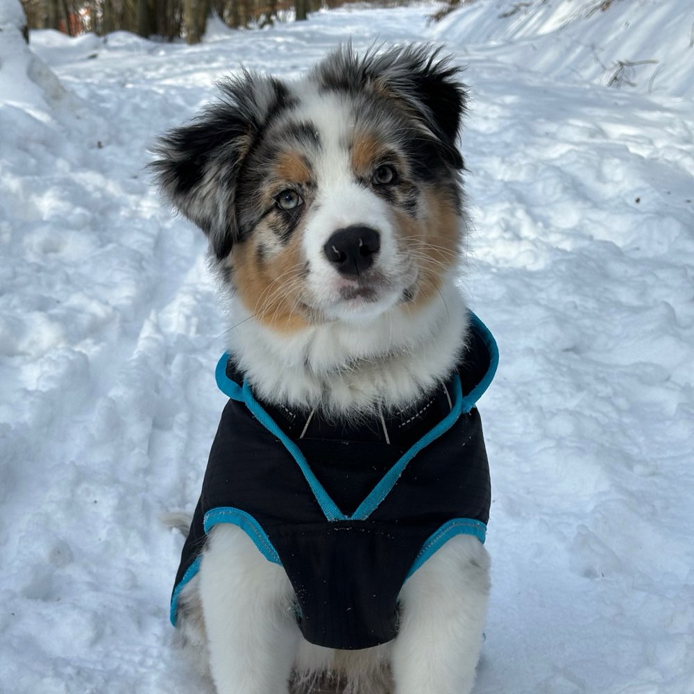 Hundetreffen-Welpenspiel-Profilbild