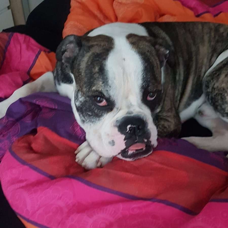 Hundetreffen-Spielrunde für unseren Hund nähe Speyer-Profilbild