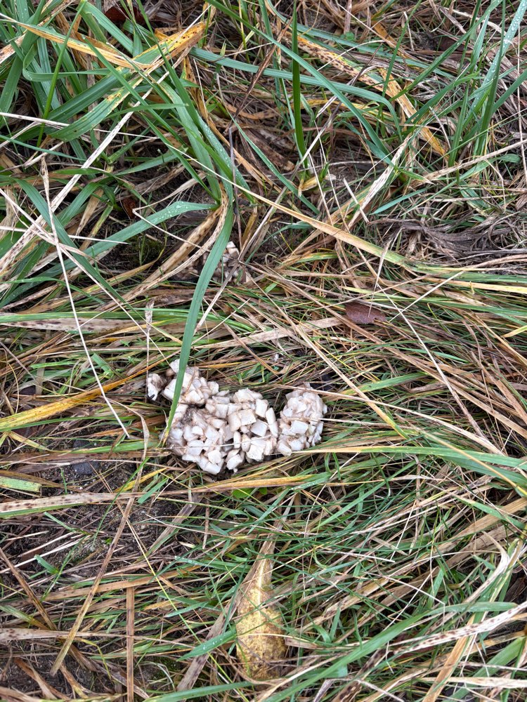 Giftköder-Unbekannte Substanz-Profilbild