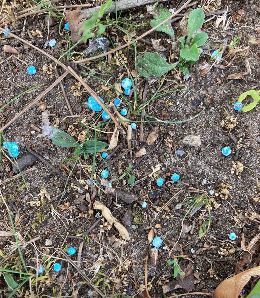 Giftköder-Blaukorn oder Rattengift-Profilbild
