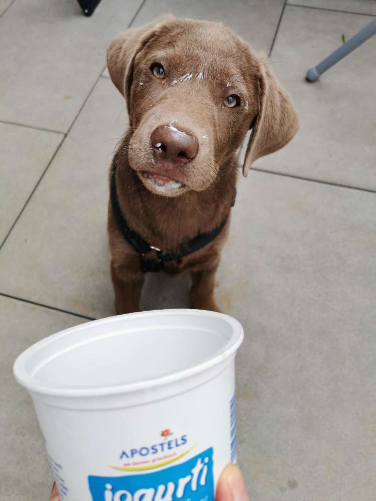 Hundetreffen-Junghunde Treffen Forchheim Nähe Klinikum.-Profilbild