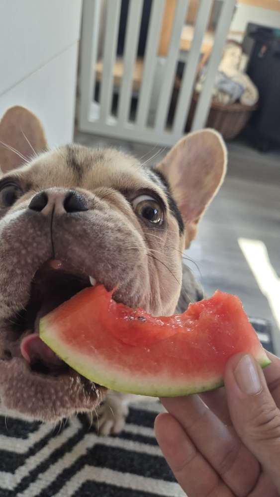 Hundetreffen-Junghunde kleine Rassen-Profilbild