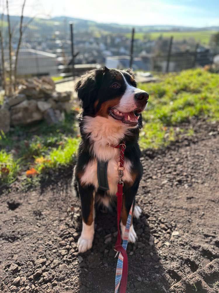 Hundetreffen-Junghund sucht Freunde nach Umzug-Profilbild