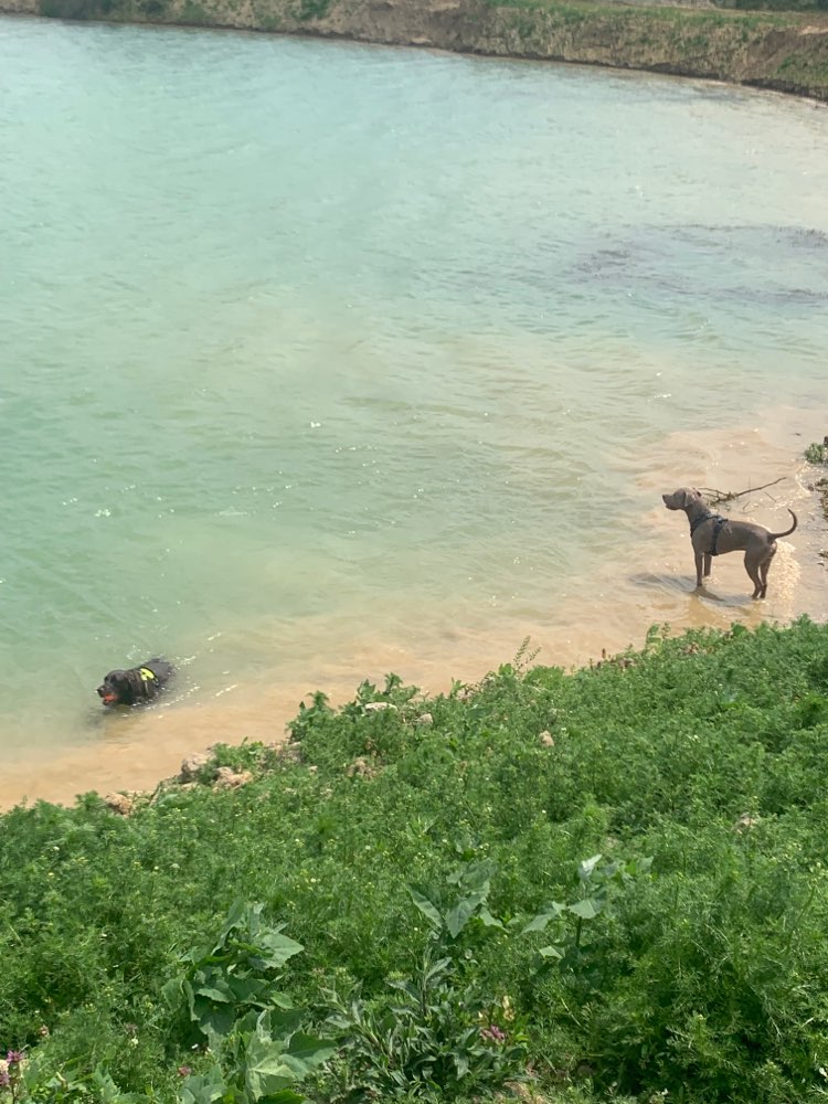 Hundetreffen-Gassi Runde / Hunde spielen lassen-Profilbild