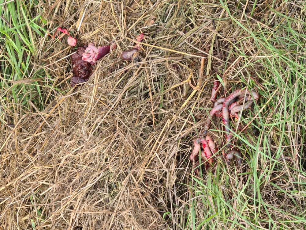 Giftköder-Innerein/ Blut-Profilbild