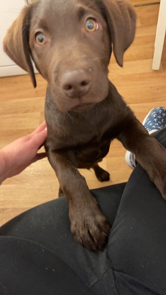 Hundetreffen-Welpentreffen in Kiel-Profilbild