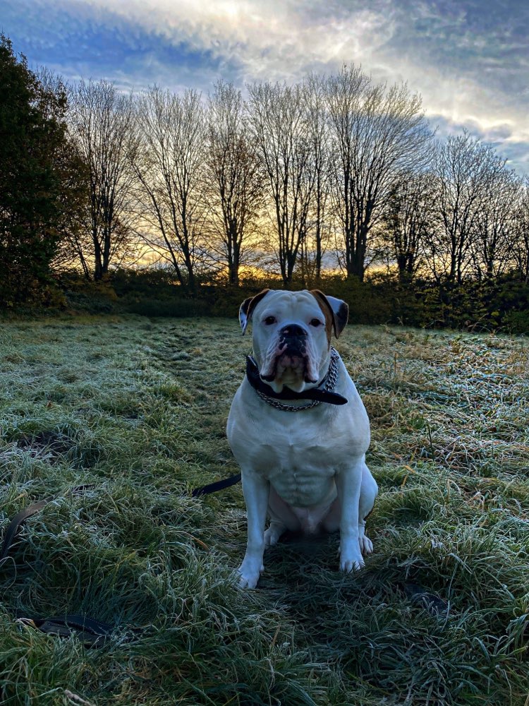 Hundetreffen-🐶 Gassi gehen / Spielen / Übungen-Profilbild