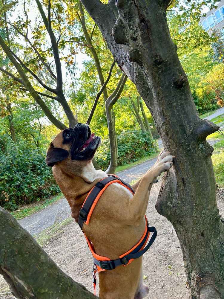 Hundetreffen-Spielgefährten gesucht für unseren BoxerMix-Profilbild