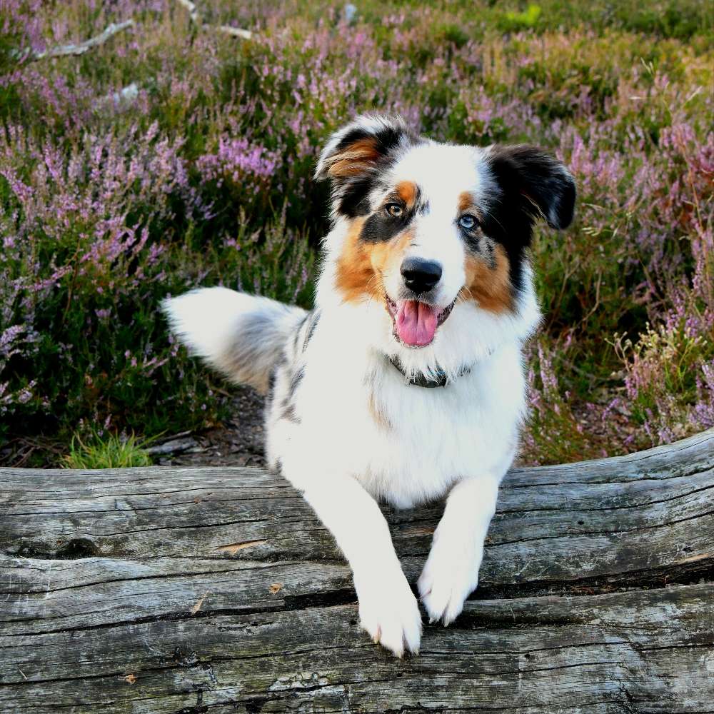 Hundetreffen-Treffen in Buxtehude und näherer Umgebung-Profilbild