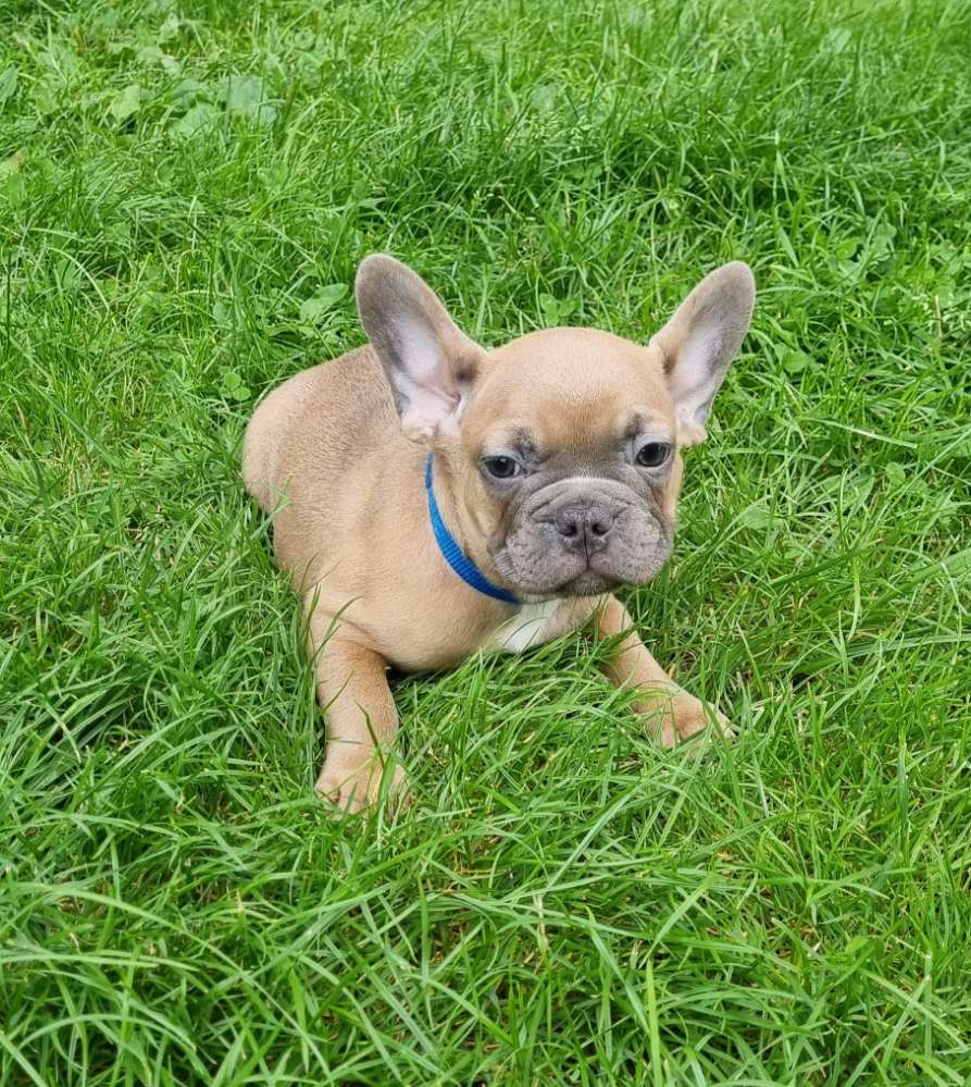 Hundetreffen-Welpentreffen-Profilbild