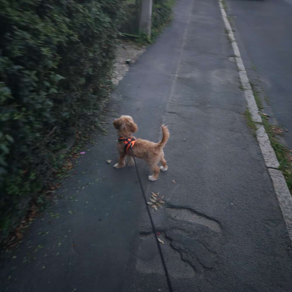 Hundetreffen-Spiel--/Gassirunde mit Ellie-Profilbild