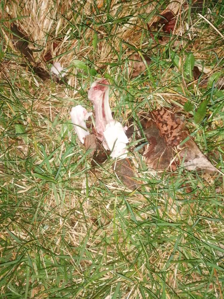 Giftköder-Fleisch ausgelegt-Profilbild