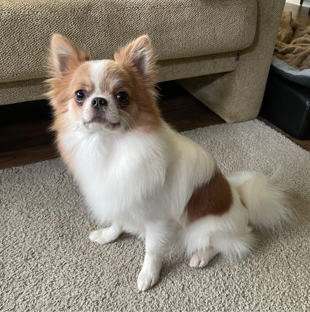 Hundetreffen-Hundebegegnungstraining-Profilbild