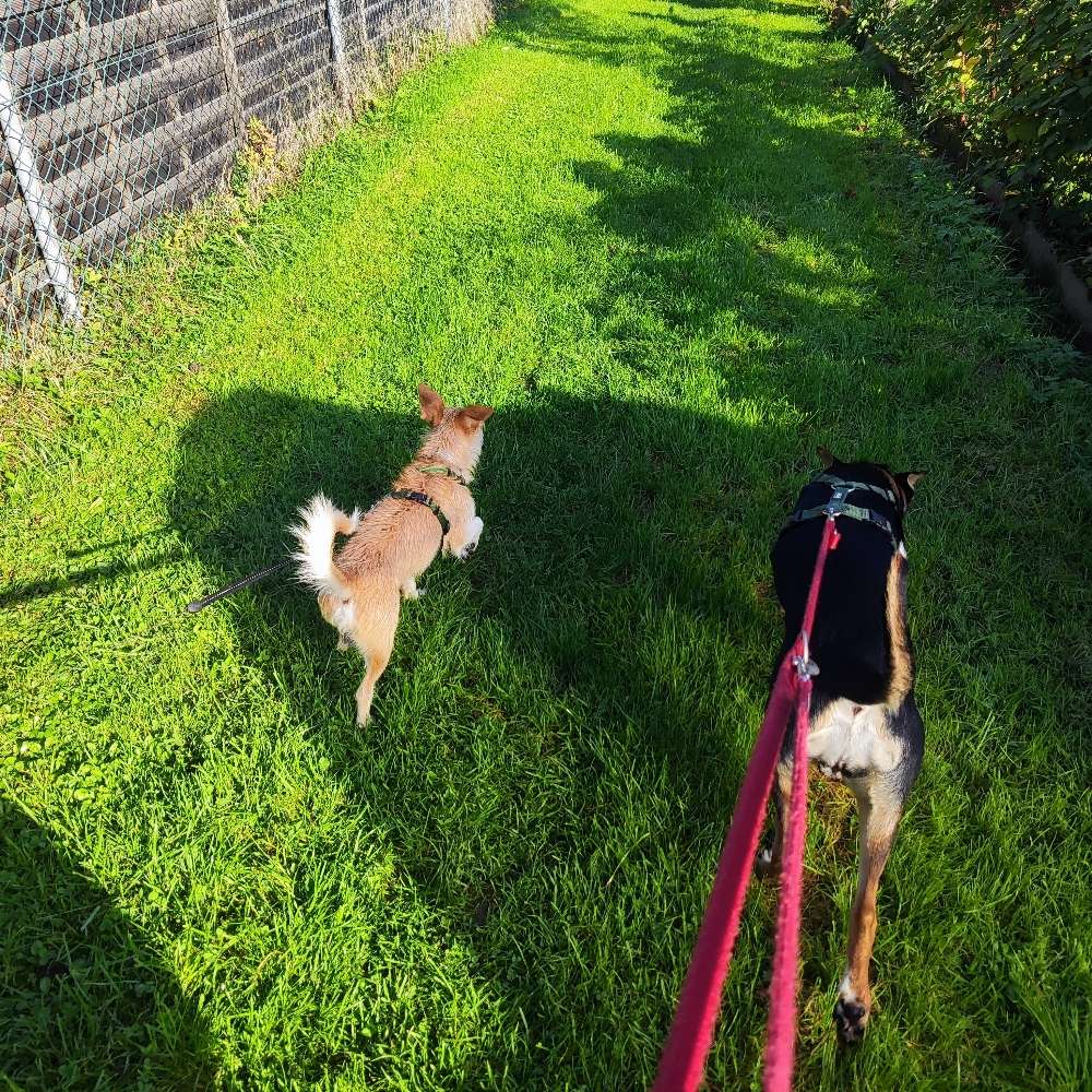 Hundetreffen-Treffen zum Gassi und oder toben lassen☺️-Profilbild