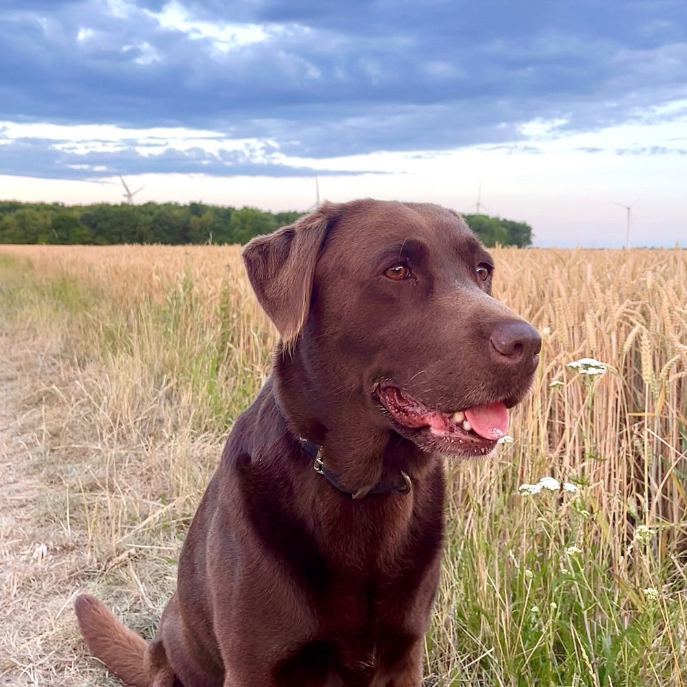 Hundetreffen-Gassi-Runde in/um Girbelsrath-Profilbild