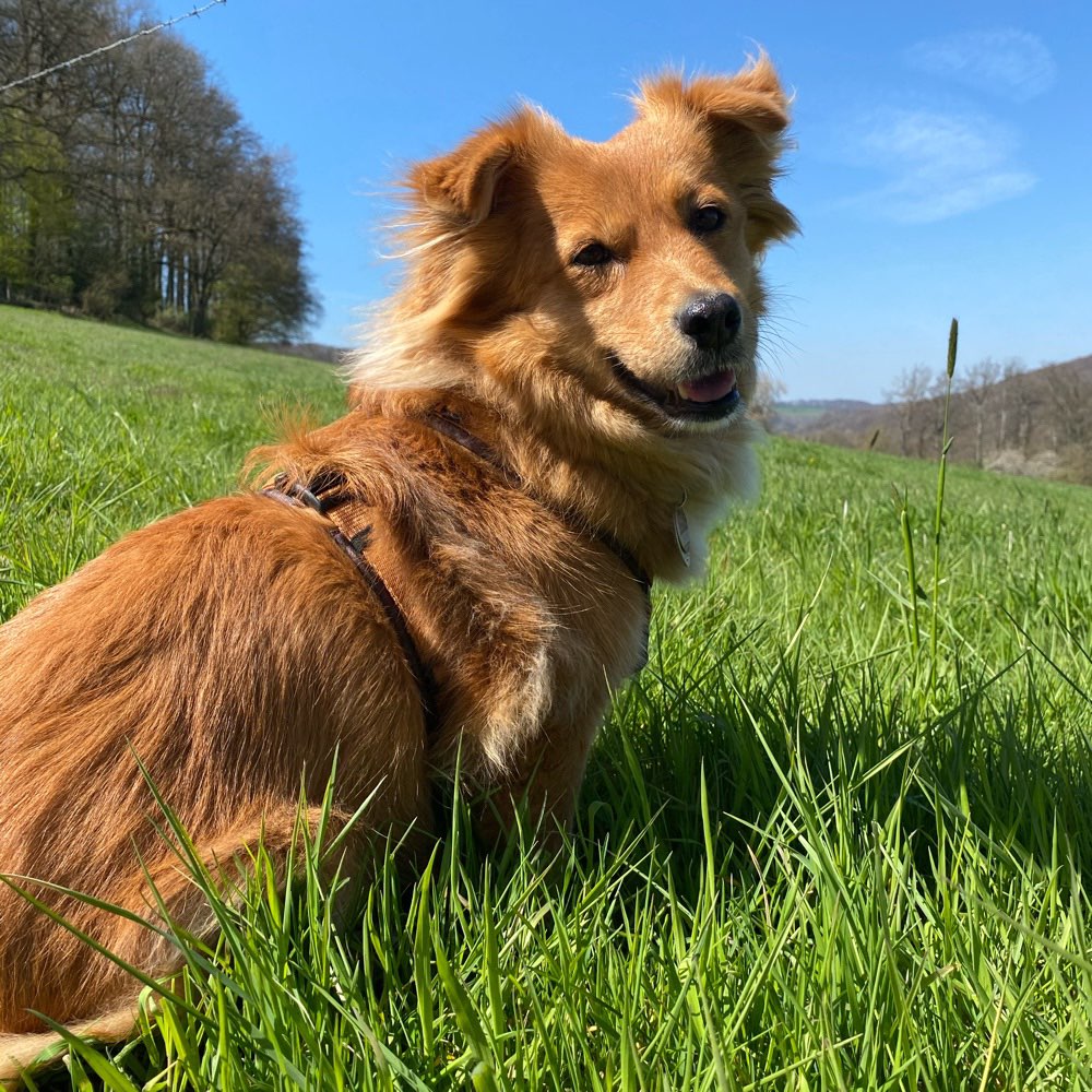 Hundetreffen-Social Walk Spaziergang-Profilbild