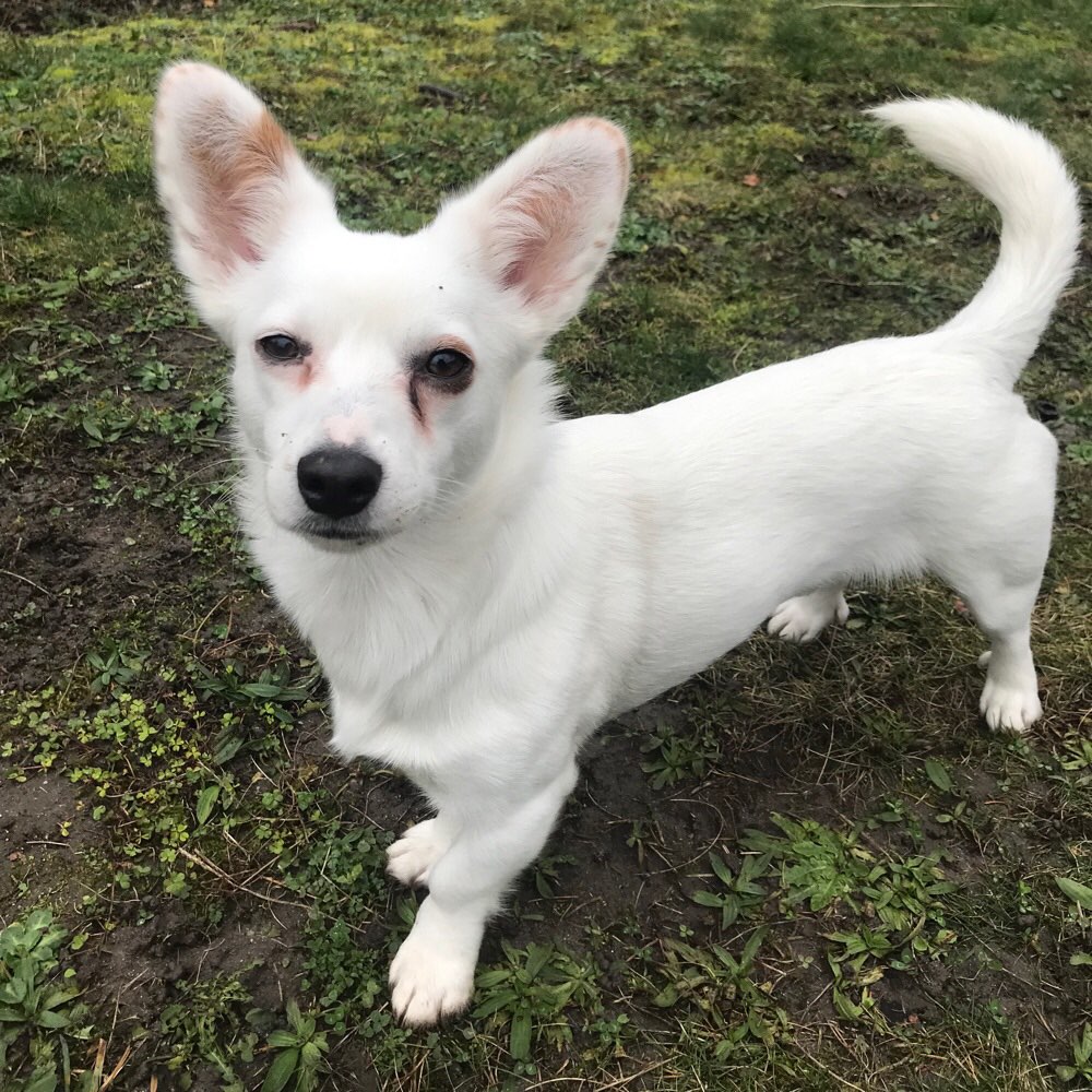 Hundetreffen-Hunde freunde 🐶🤍-Profilbild